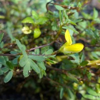 Smithia sensitiva Aiton